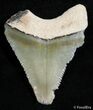 Inch Bone Valley Megalodon Tooth - Serrated #2437-1